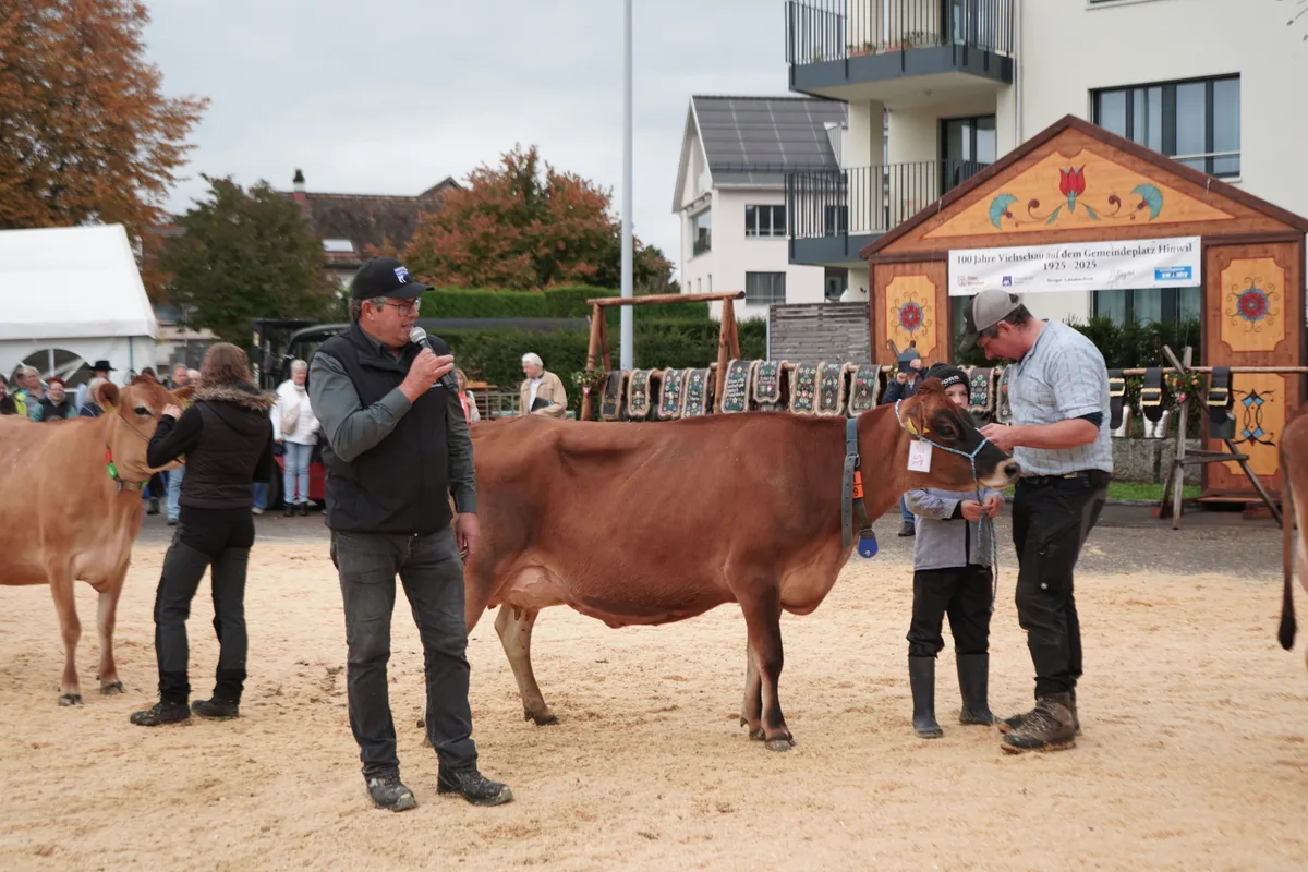Schauexperte David Frey aus Affoltern am Albis bewertet die Euter der Jersey-Kühe. Landwirte und Kühe an der Viehschau Hinwil